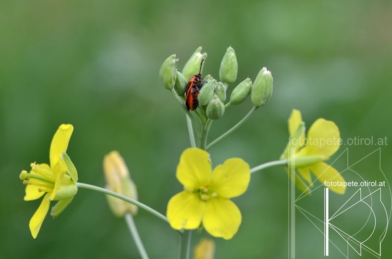 14-06-29 Käfer DSC_8338_.jpg