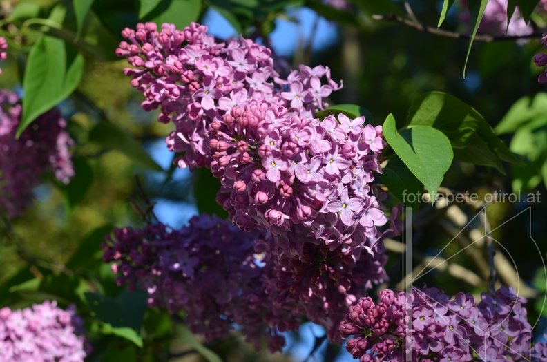 Fliederblüte.JPG